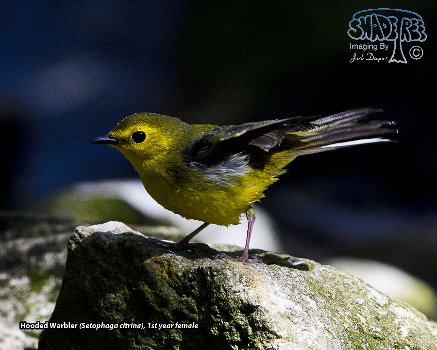 Hooded Warbler - Setophaga citrina