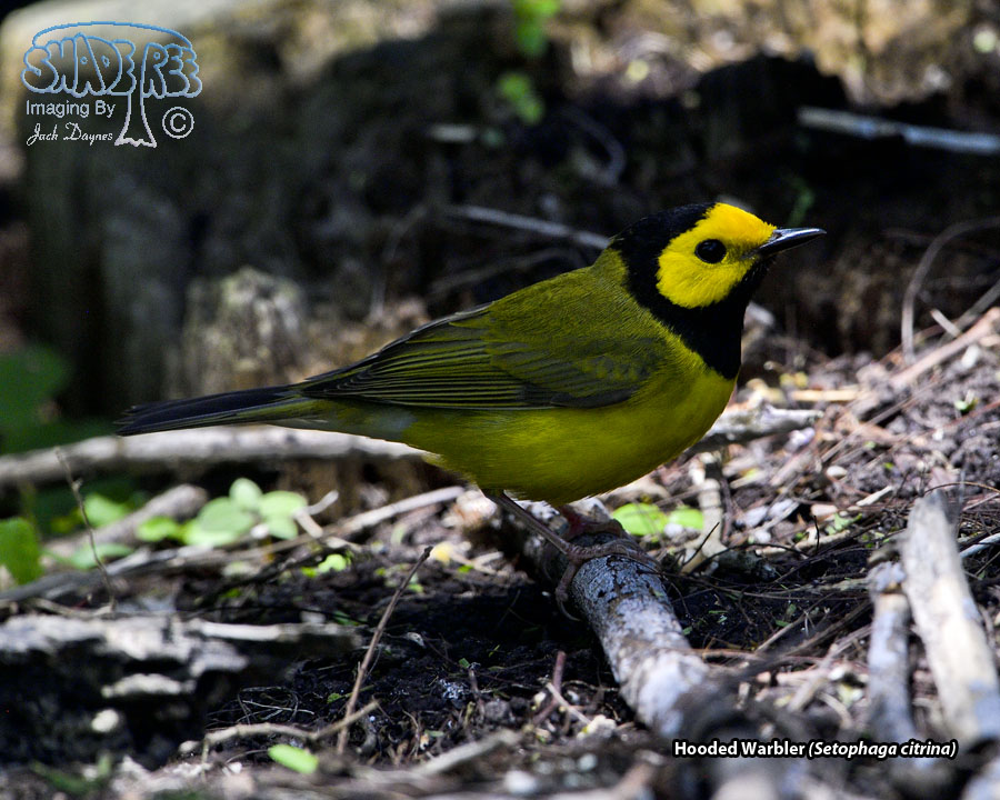 Hooded Warbler - Setophaga citrina
