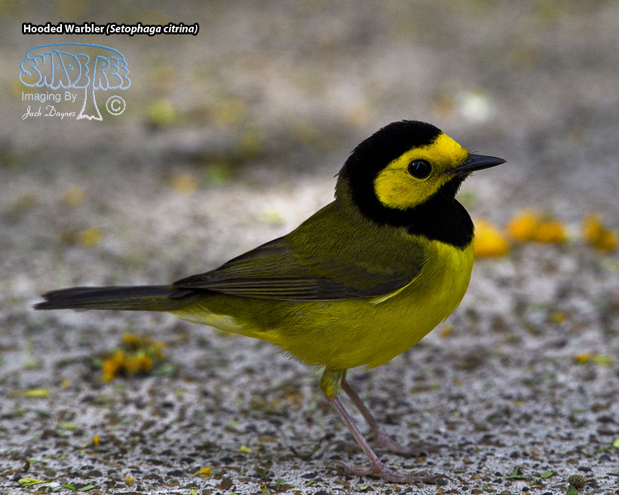 Hooded Warbler - Setophaga citrina