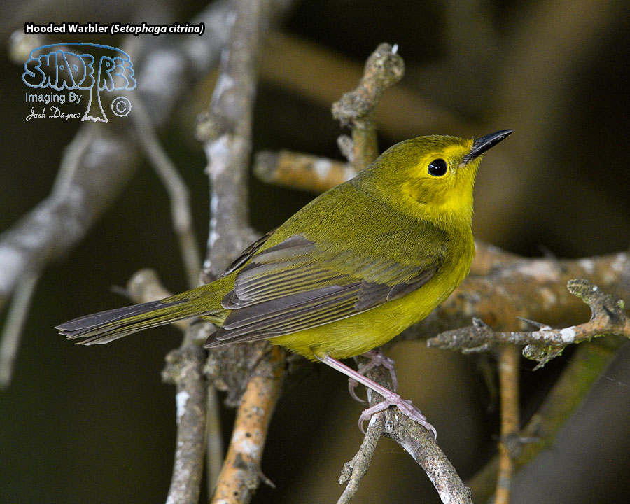 Hooded Warbler - Setophaga citrina