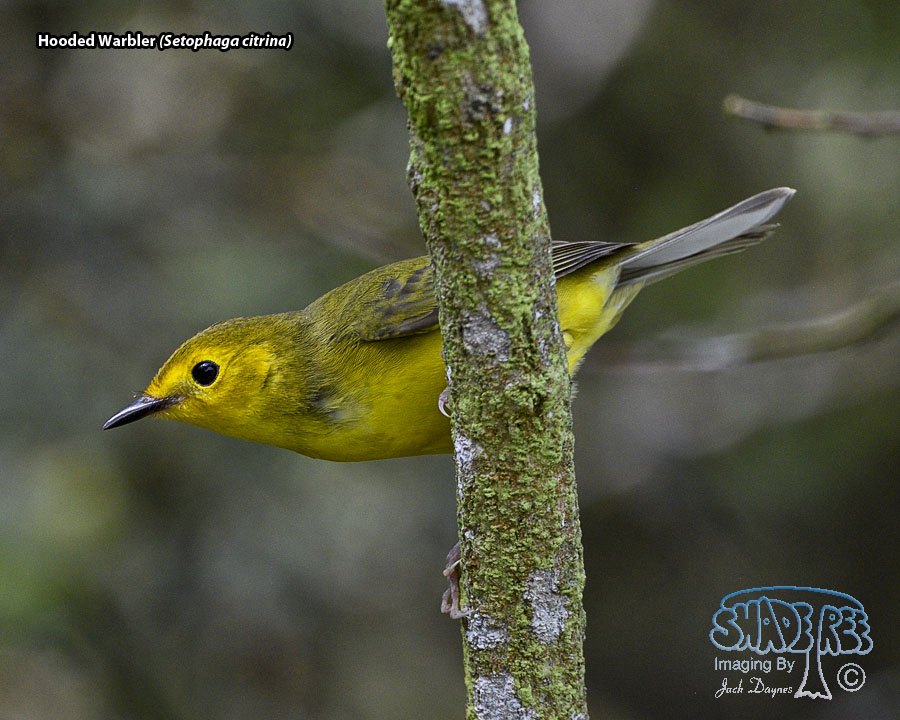 Hooded Warbler - Setophaga citrina