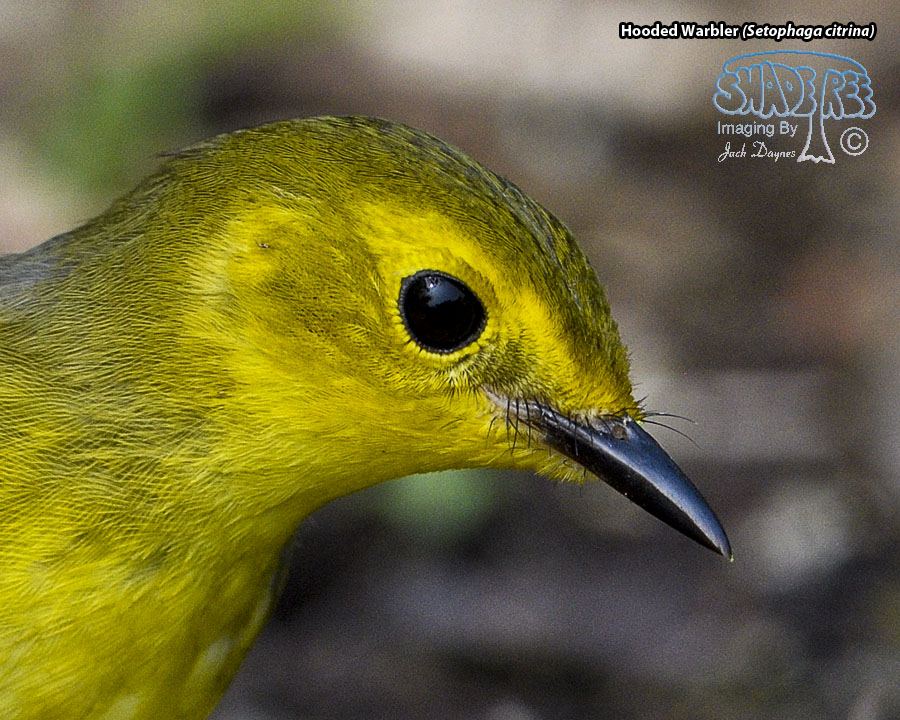 Hooded Warbler - Setophaga citrina