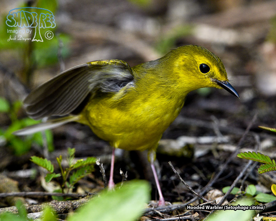 Hooded Warbler - Setophaga citrina