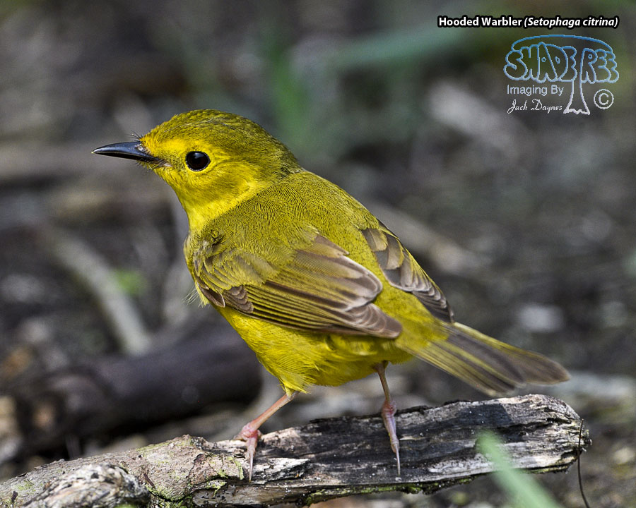Hooded Warbler - Setophaga citrina
