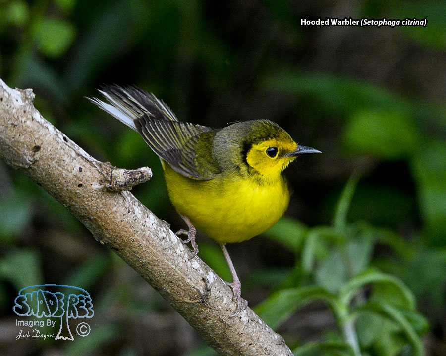Hooded Warbler - Setophaga citrina