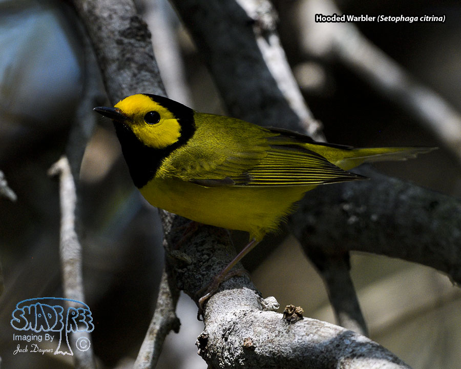 Hooded Warbler - Setophaga citrina