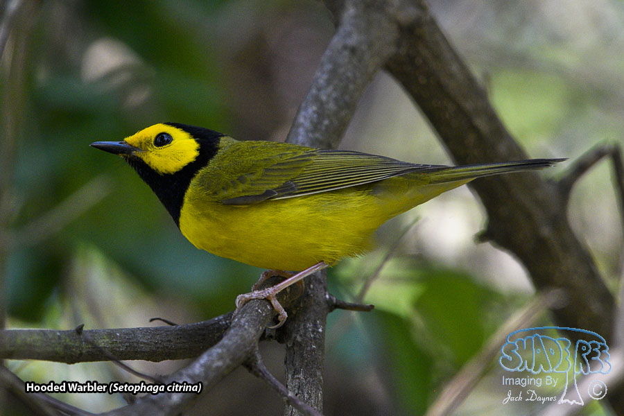 Hooded Warbler - Setophaga citrina