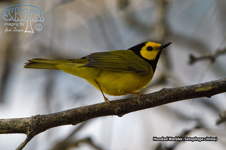 Hooded Warbler - Setophaga citrina