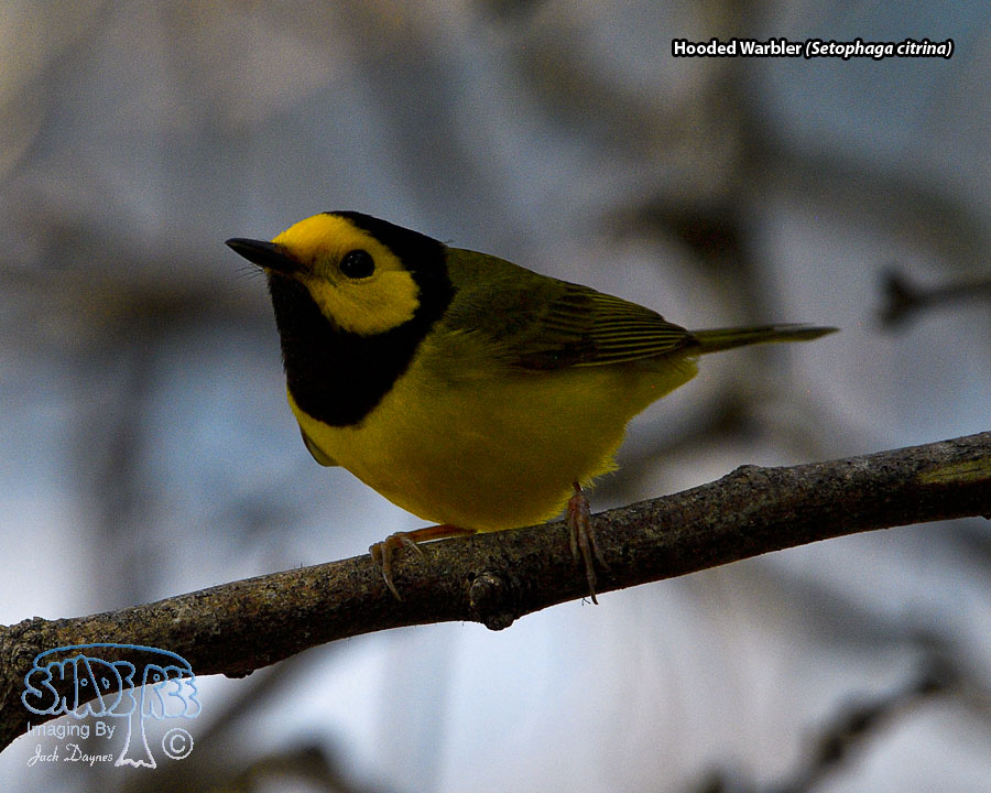 Hooded Warbler - Setophaga citrina
