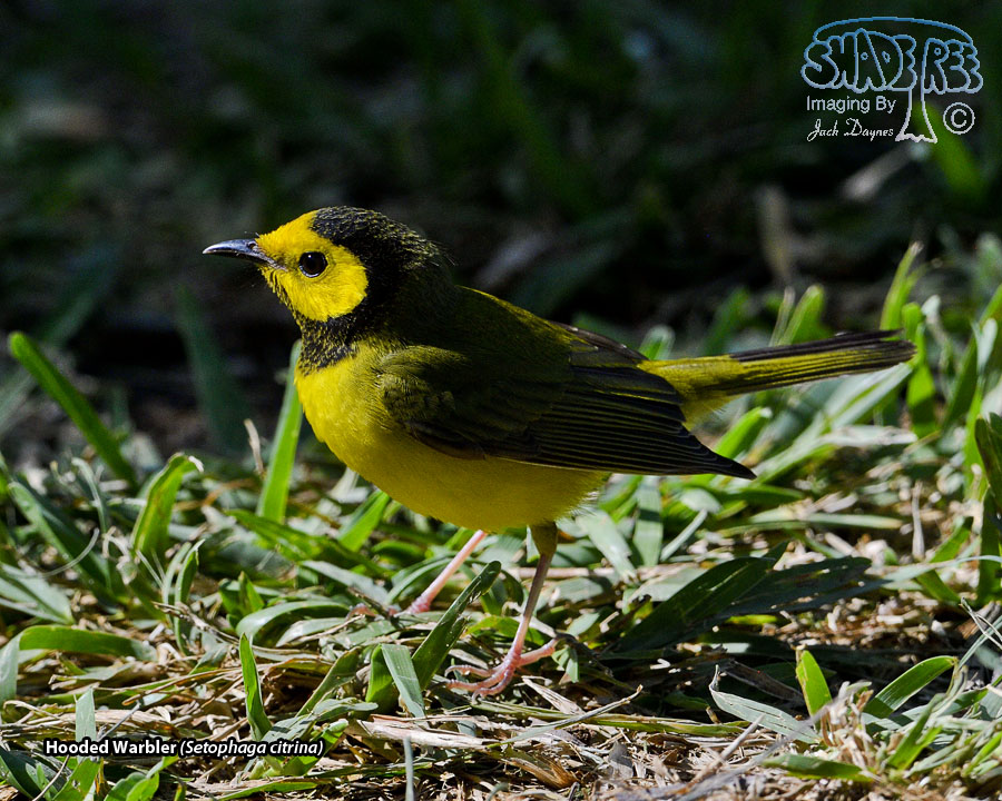 Hooded Warbler - Setophaga citrina