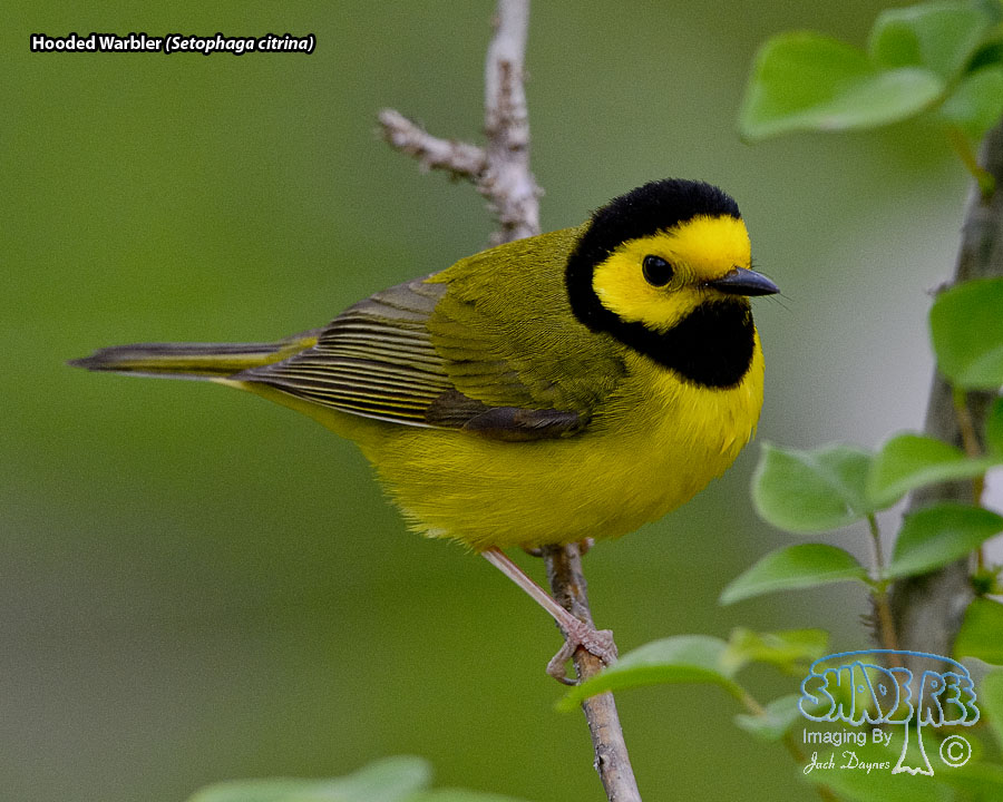 Hooded Warbler - Setophaga citrina