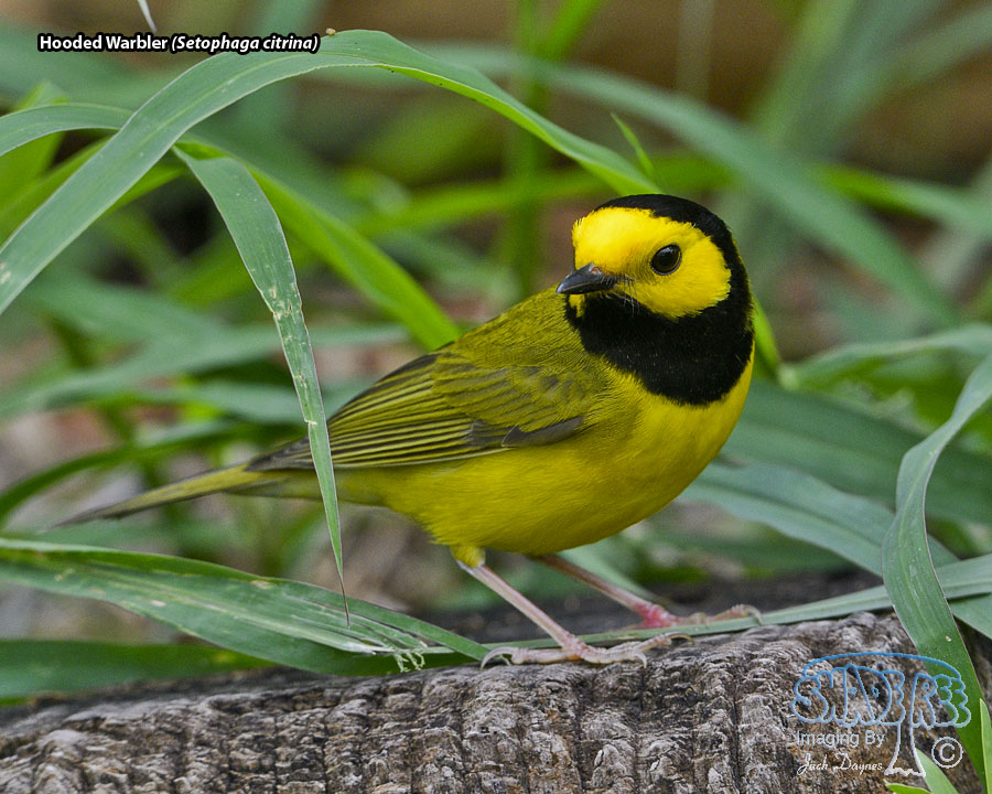 Hooded Warbler - Setophaga citrina