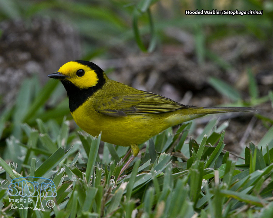 Hooded Warbler - Setophaga citrina
