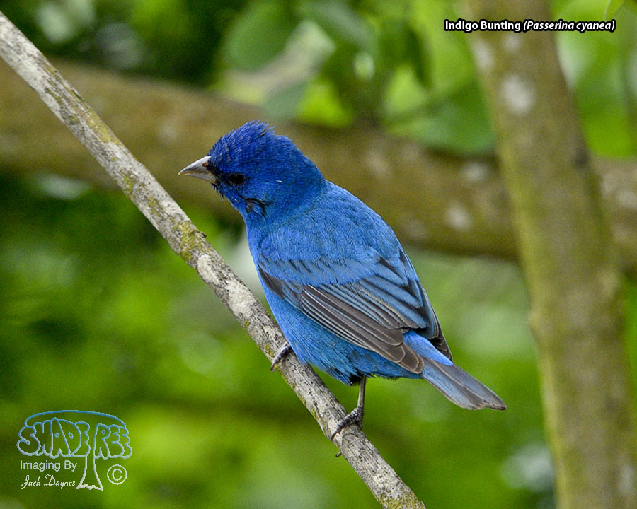 Indigo Bunting - Passerina cyanea