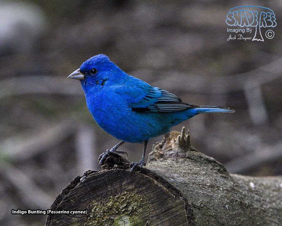 Indigo Bunting - Passerina cyanea