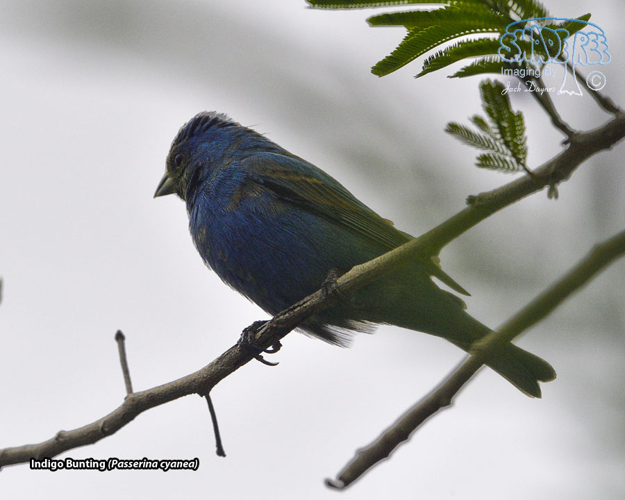 Indigo Bunting - Passerina cyanea