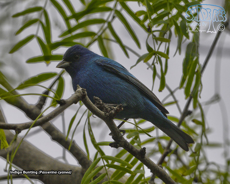 Indigo Bunting - Passerina cyanea