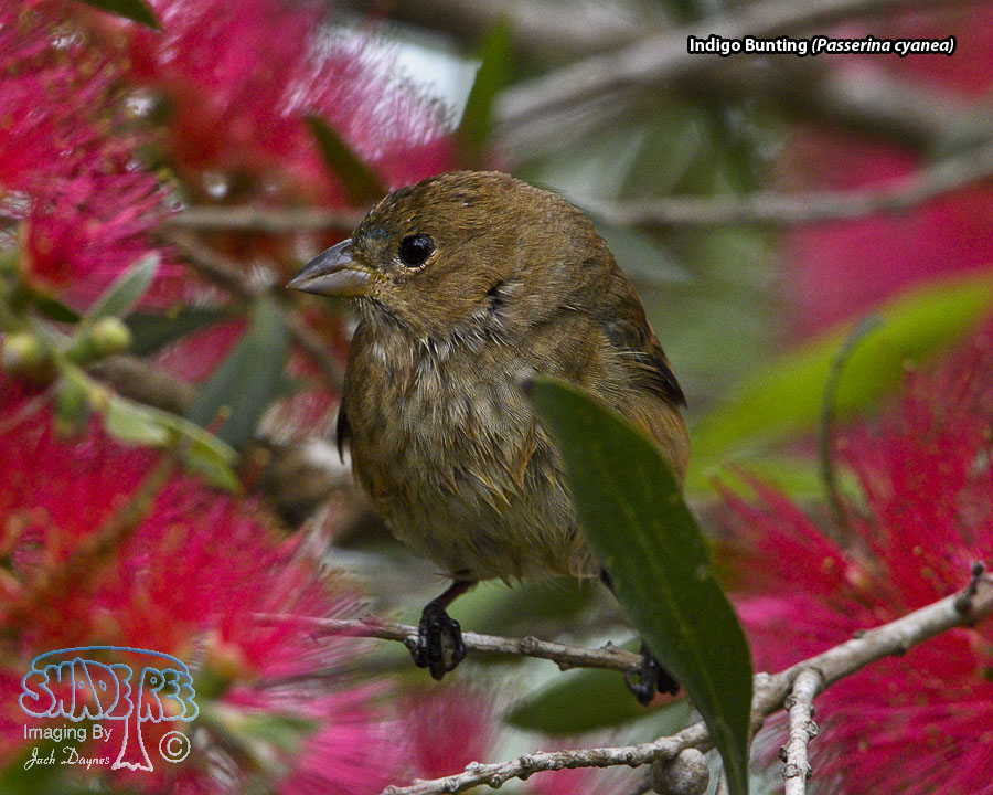 Indigo Bunting - Passerina cyanea