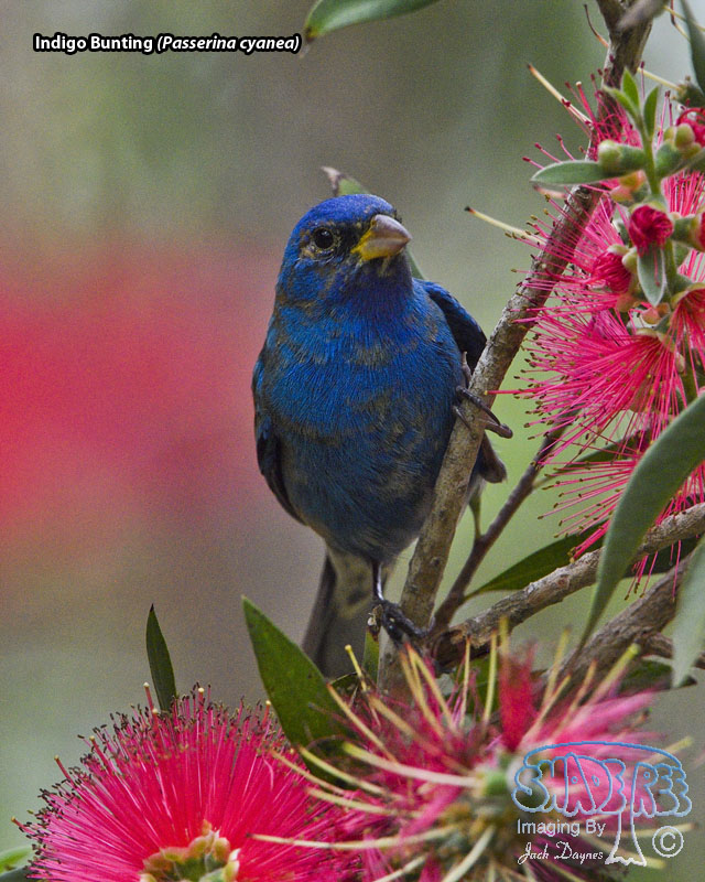 Indigo Bunting - Passerina cyanea