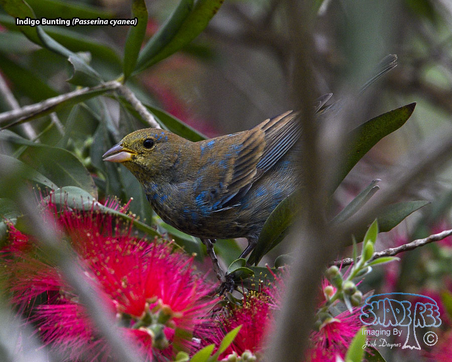Indigo Bunting - Passerina cyanea