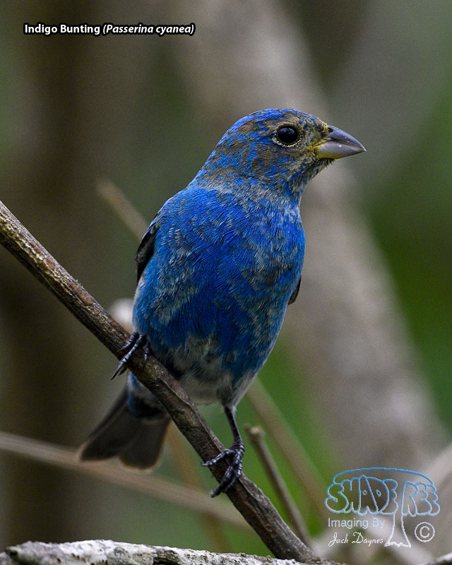 Indigo Bunting - Passerina cyanea