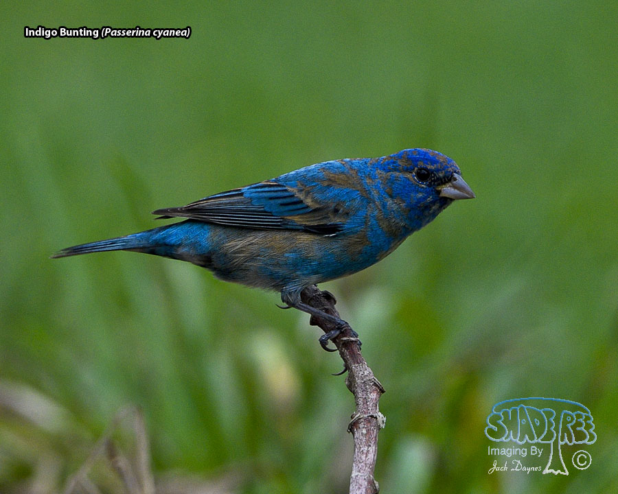 Indigo Bunting - Passerina cyanea