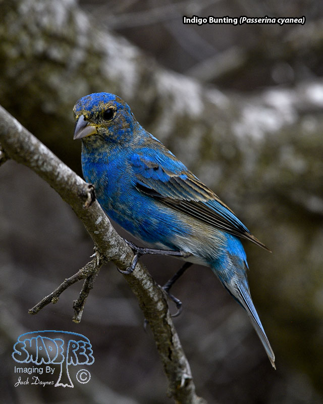 Indigo Bunting - Passerina cyanea
