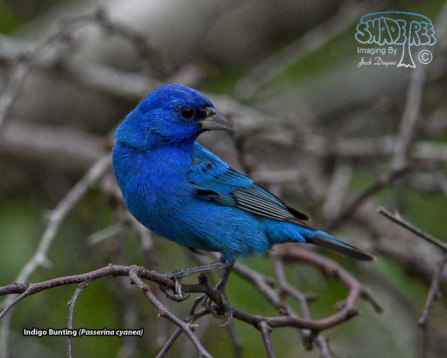 Indigo Bunting - Passerina cyanea