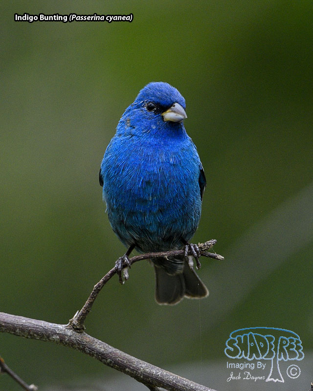 Indigo Bunting - Passerina cyanea