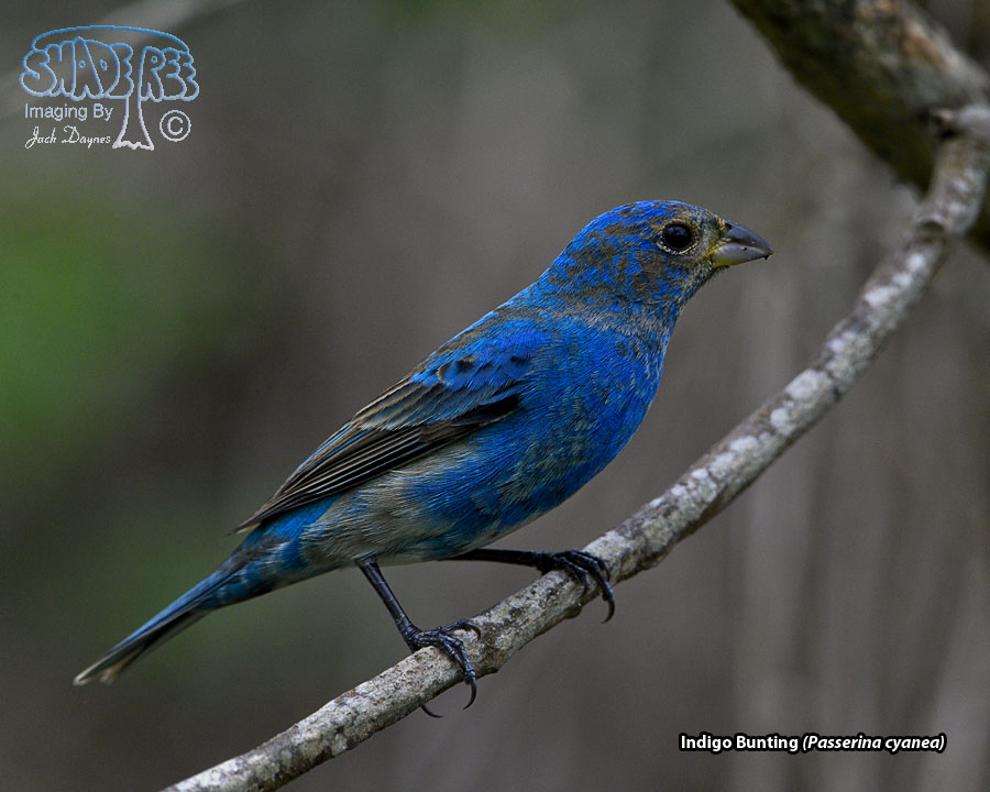 Indigo Bunting - Passerina cyanea