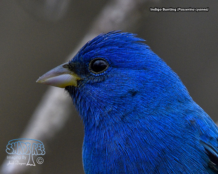 Indigo Bunting - Passerina cyanea
