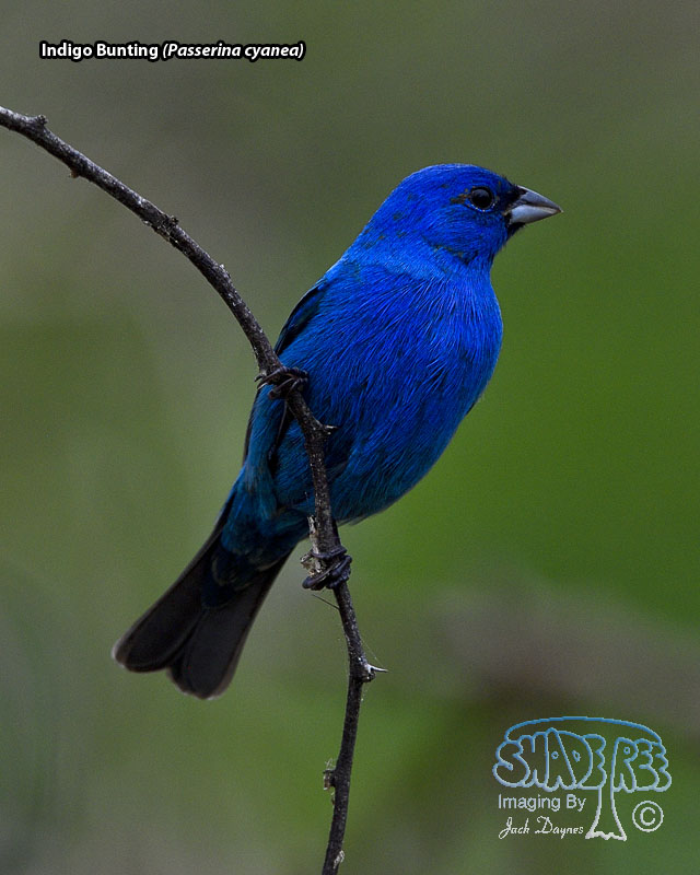 Indigo Bunting - Passerina cyanea