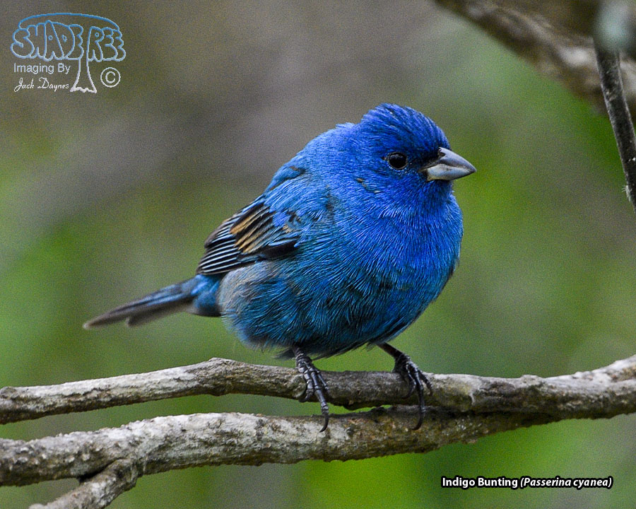 Indigo Bunting - Passerina cyanea