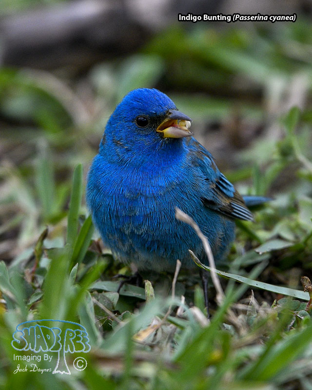 Indigo Bunting - Passerina cyanea