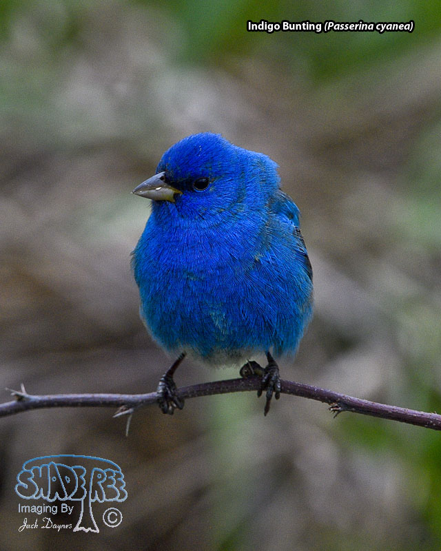 Indigo Bunting - Passerina cyanea
