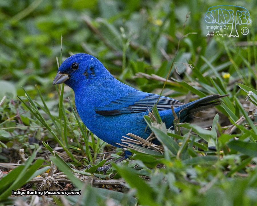 Indigo Bunting - Passerina cyanea