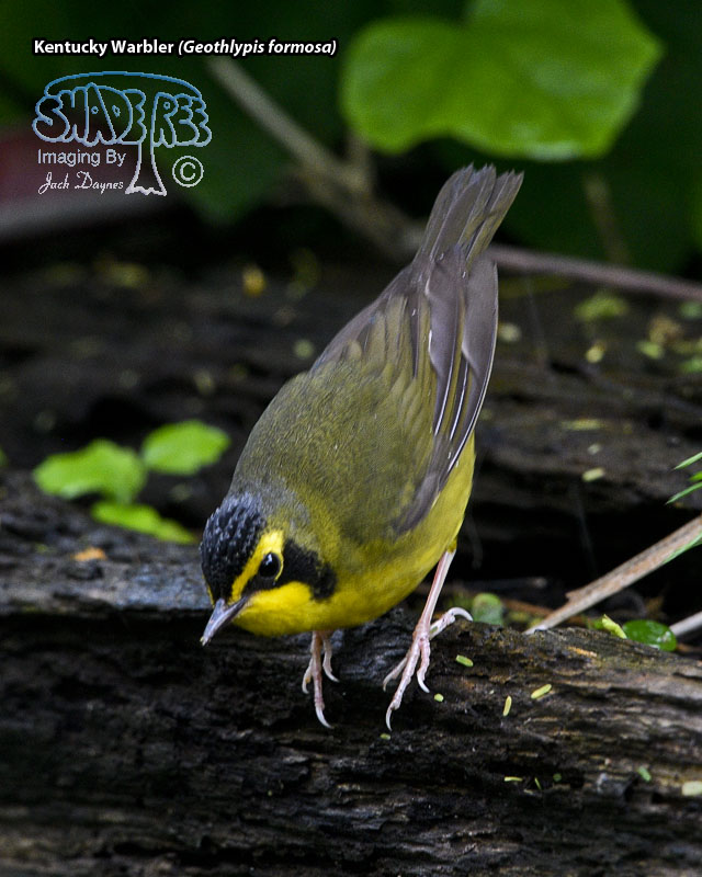 Kentucky Warbler - Geothlypis formosa