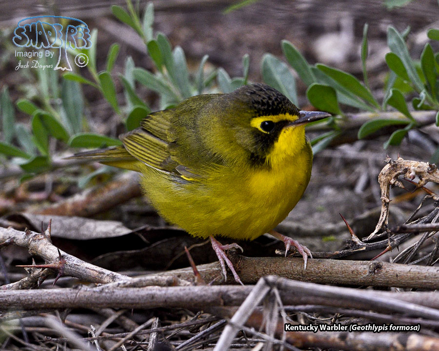 Kentucky Warbler - Geothlypis formosa