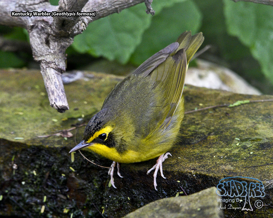 Kentucky Warbler - Geothlypis formosa