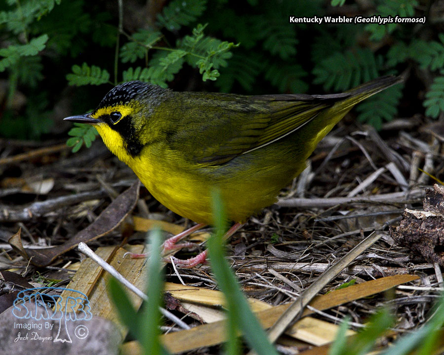 Kentucky Warbler - Geothlypis formosa