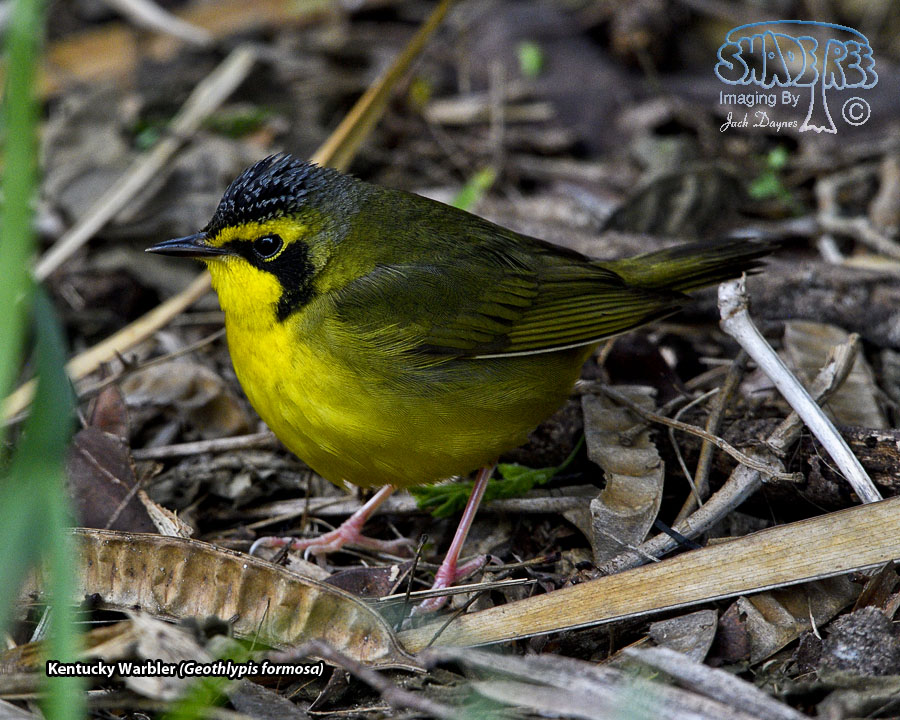 Kentucky Warbler - Geothlypis formosa