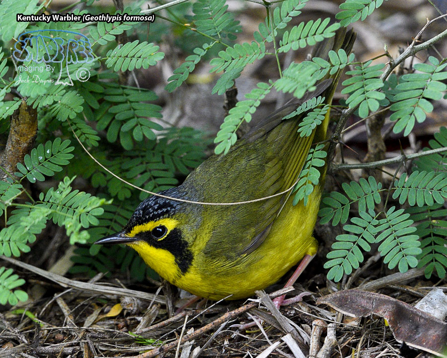 Kentucky Warbler - Geothlypis formosa