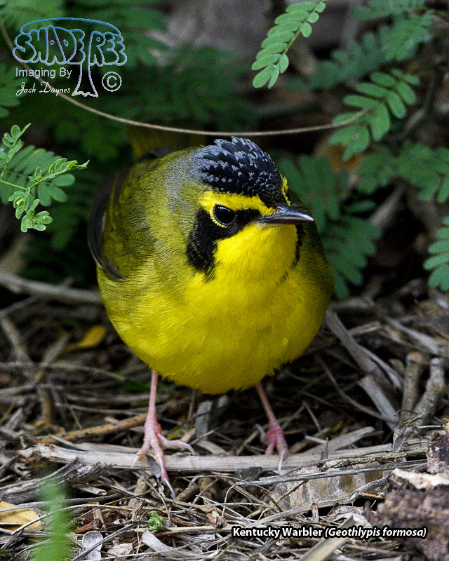 Kentucky Warbler - Geothlypis formosa