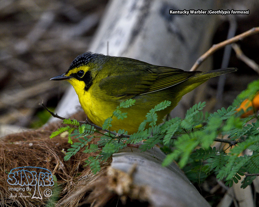 Kentucky Warbler - Geothlypis formosa