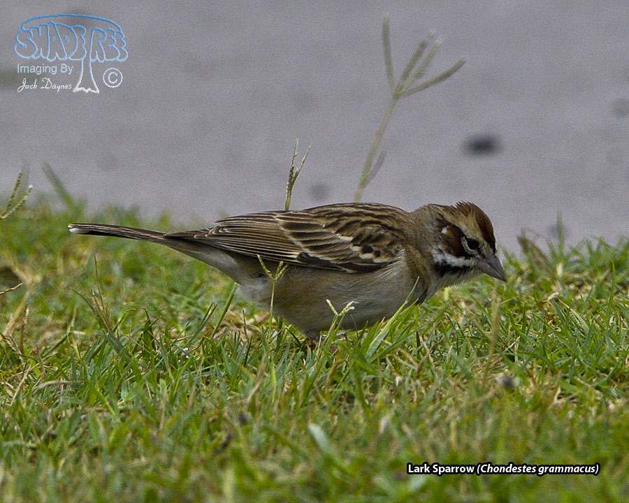 Lark Sparrow - Chondestes grammacus