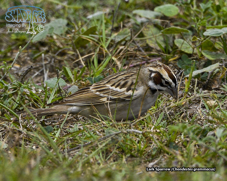 Lark Sparrow - Chondestes grammacus