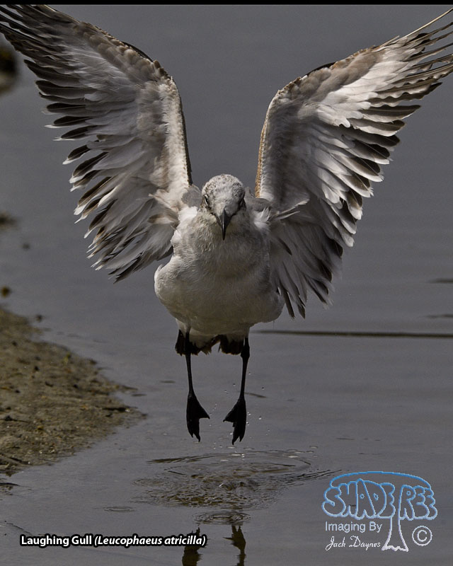 Laughing Gull - Leucophaeus atricilla