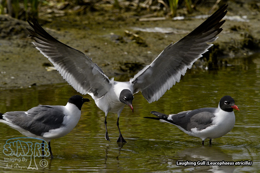 Laughing Gull - Leucophaeus atricilla