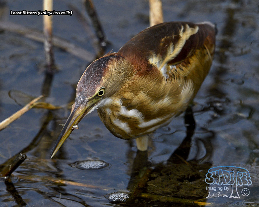 Least Bittern - Ixobrychus exilis