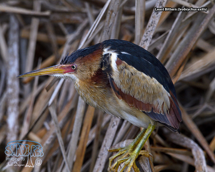 Least Bittern - Ixobrychus exilis